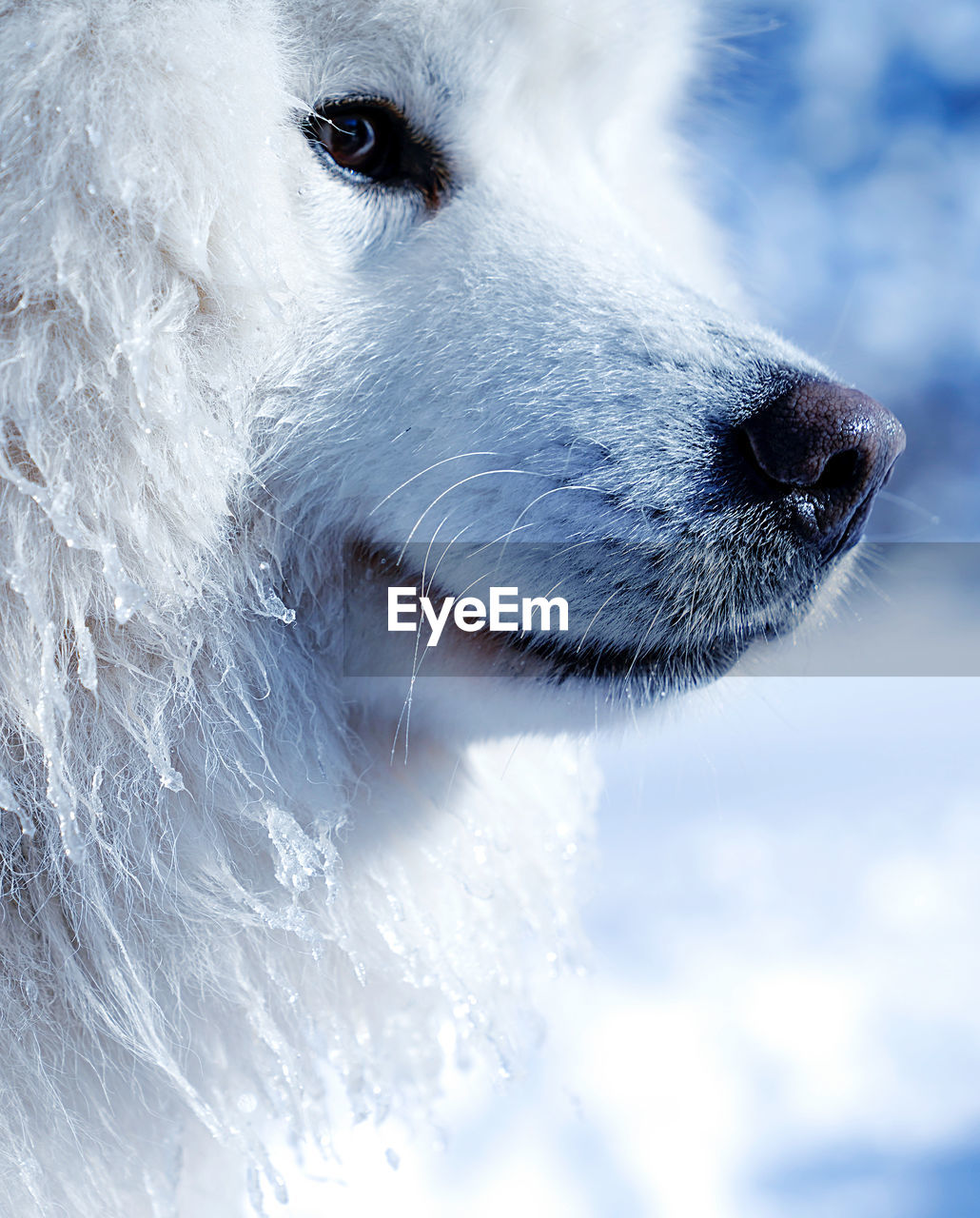 Close-up of dog looking away