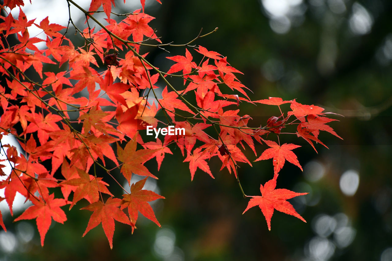 autumn, leaf, plant part, maple, maple leaf, maple tree, tree, nature, beauty in nature, red, plant, orange color, branch, environment, outdoors, no people, tranquility, day, land, multi colored, flower, autumn collection, forest, focus on foreground, vibrant color, scenics - nature, arts culture and entertainment, landscape, close-up, japanese garden