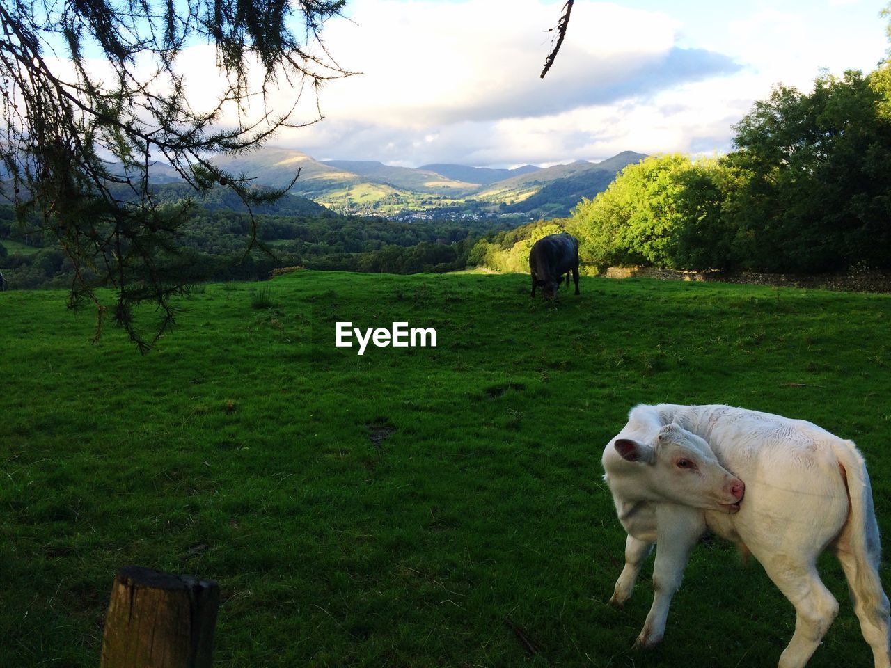 SHEEP ON A FIELD