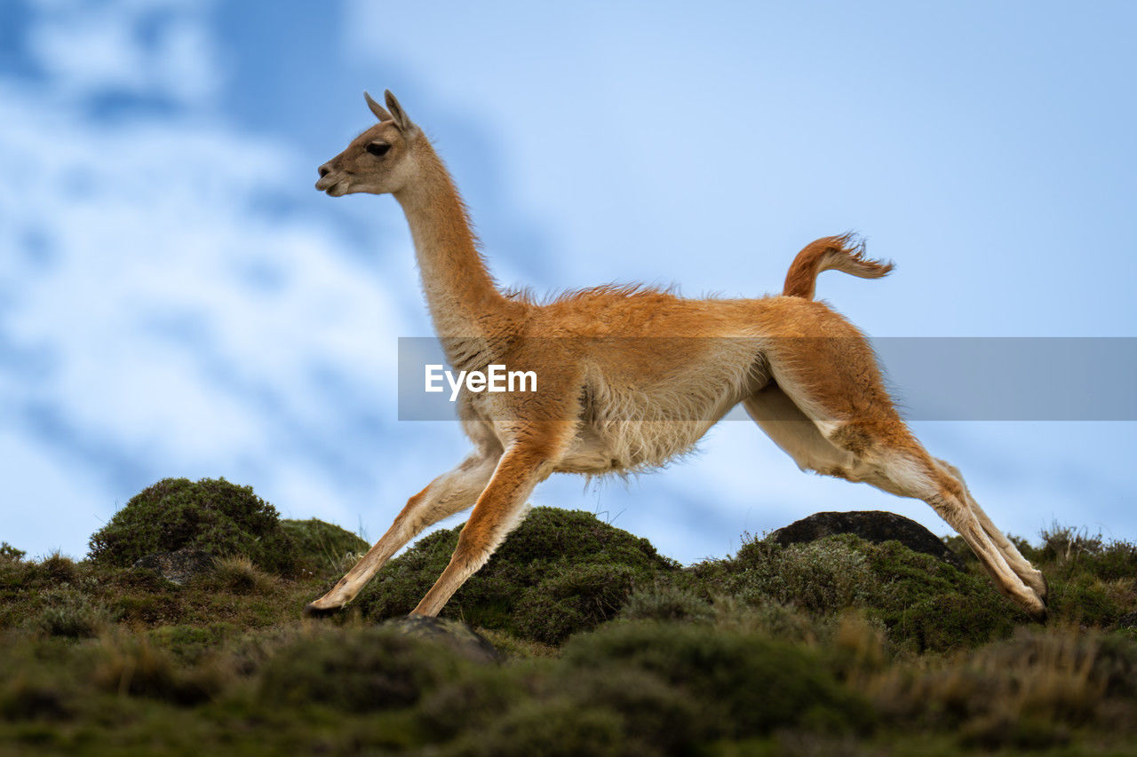 animal, animal themes, animal wildlife, mammal, one animal, wildlife, sky, no people, nature, full length, side view, outdoors, standing, day, travel destinations, plant, environment