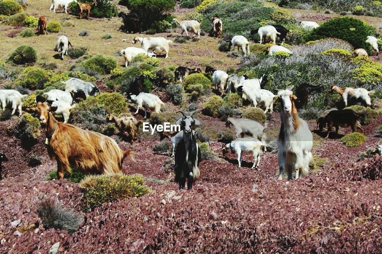 HORSES GRAZING ON FIELD