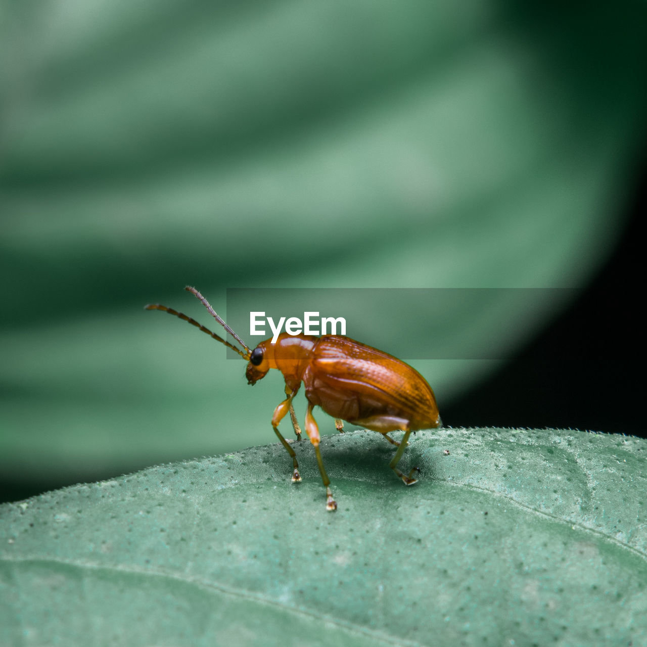 INSECT ON LEAF