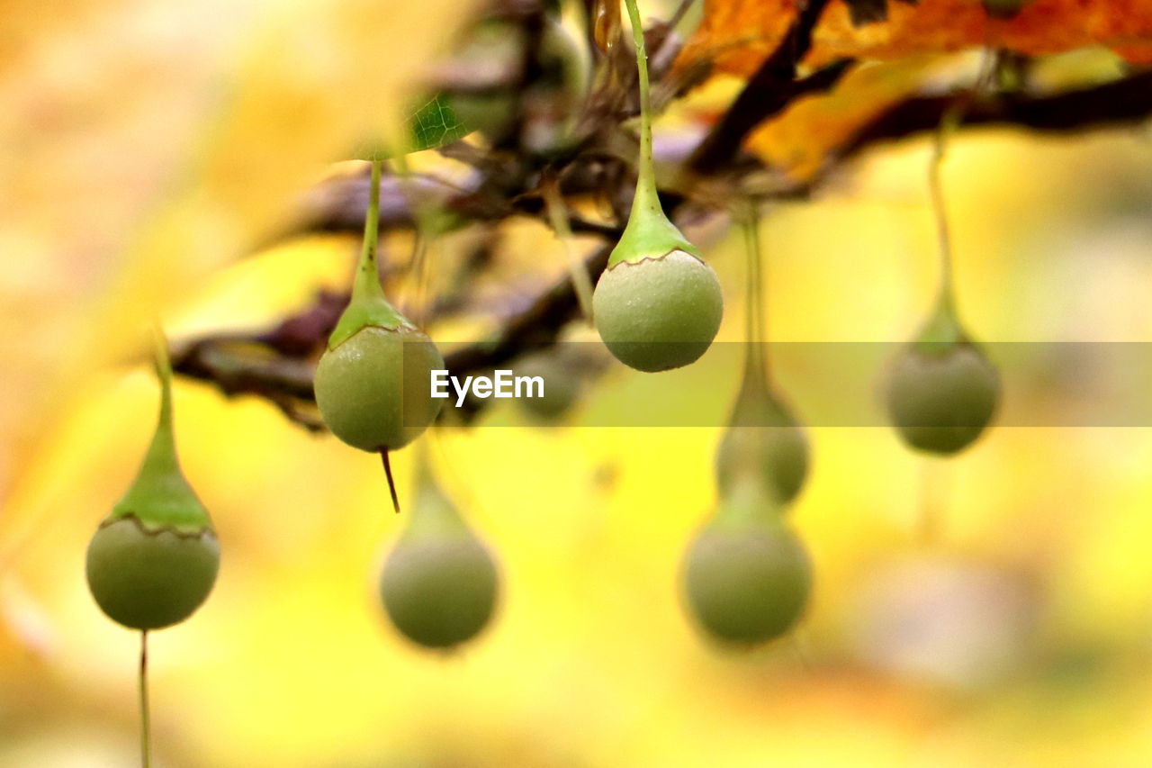 fruit, yellow, healthy eating, food, branch, plant, food and drink, leaf, macro photography, close-up, hanging, green, no people, tree, produce, flower, focus on foreground, growth, autumn, nature, plant part, freshness, outdoors, wellbeing, selective focus, agriculture, day, ripe