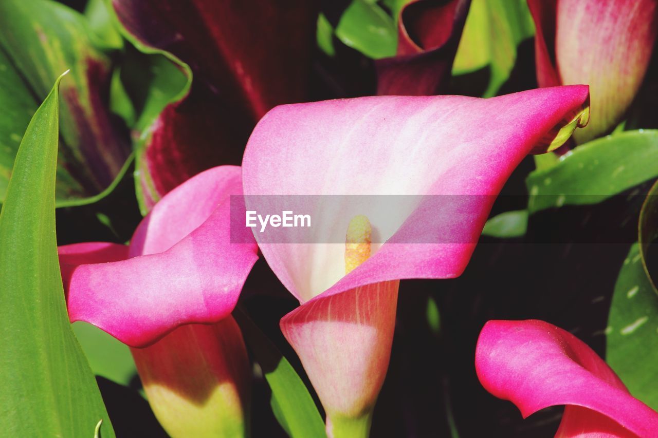 Close-up of pink flowering plant