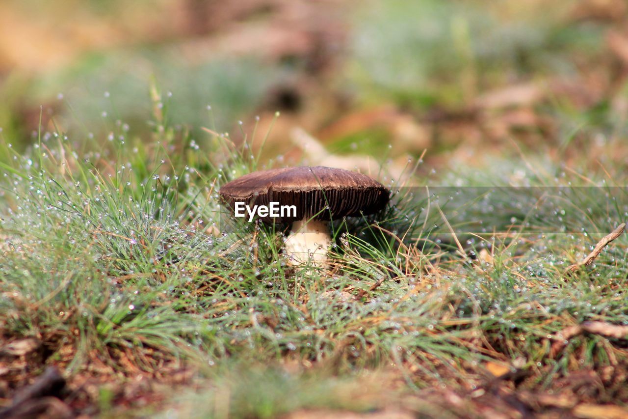 Close-up of mushroom growing on grassy field