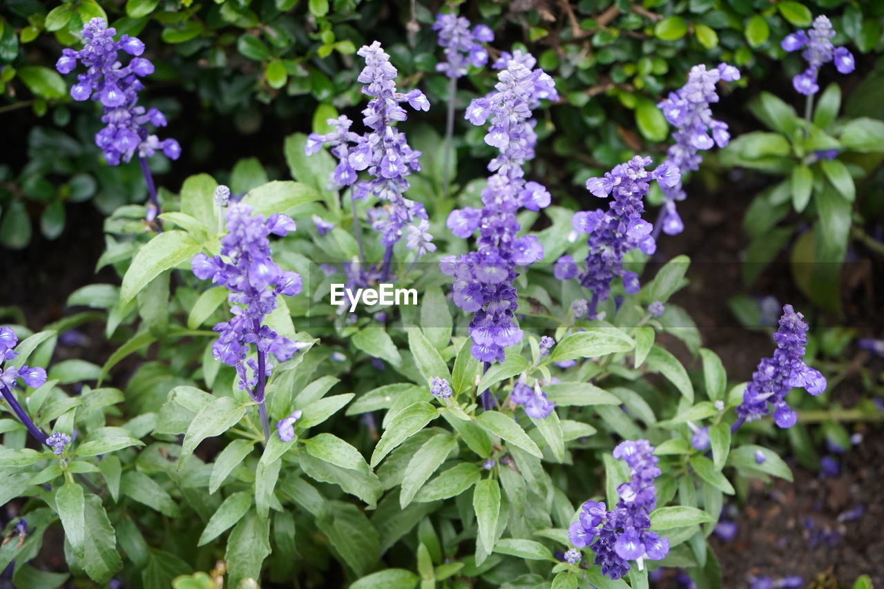 CLOSE-UP OF PURPLE FLOWERING PLANTS IN BLOOM