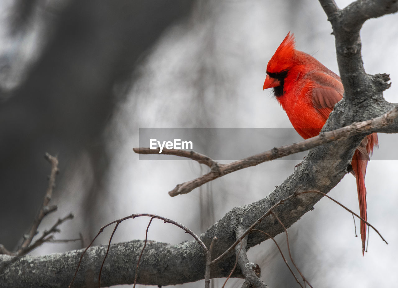 BIRD PERCHING ON A BRANCH