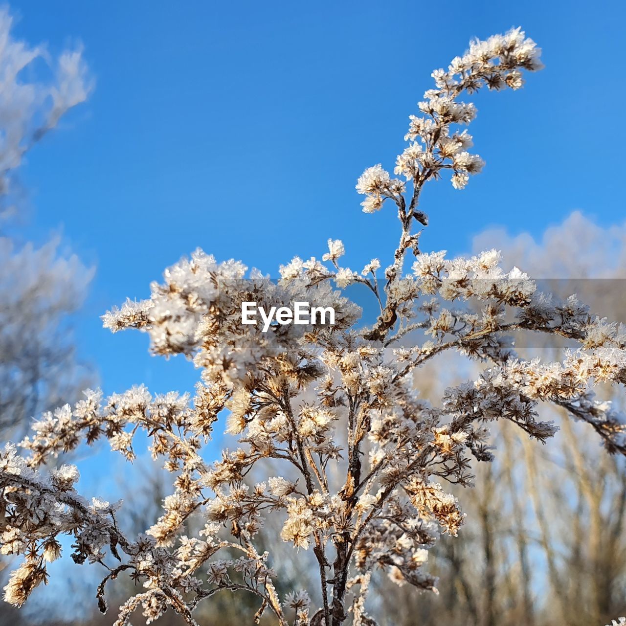 plant, winter, tree, nature, spring, branch, flower, frost, sky, beauty in nature, blossom, flowering plant, springtime, growth, freshness, snow, fragility, no people, white, blue, freezing, cold temperature, day, low angle view, sunlight, outdoors, cherry blossom, tranquility, leaf, cloud, environment, landscape, twig, close-up, scenics - nature, clear sky, almond tree, sunny, focus on foreground