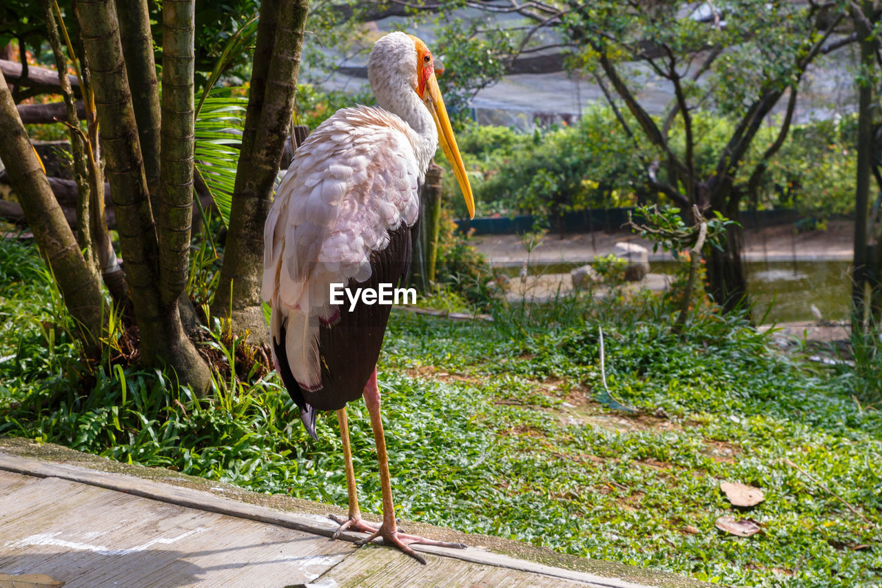 Yellow billed stork in kuala lumpur zoo