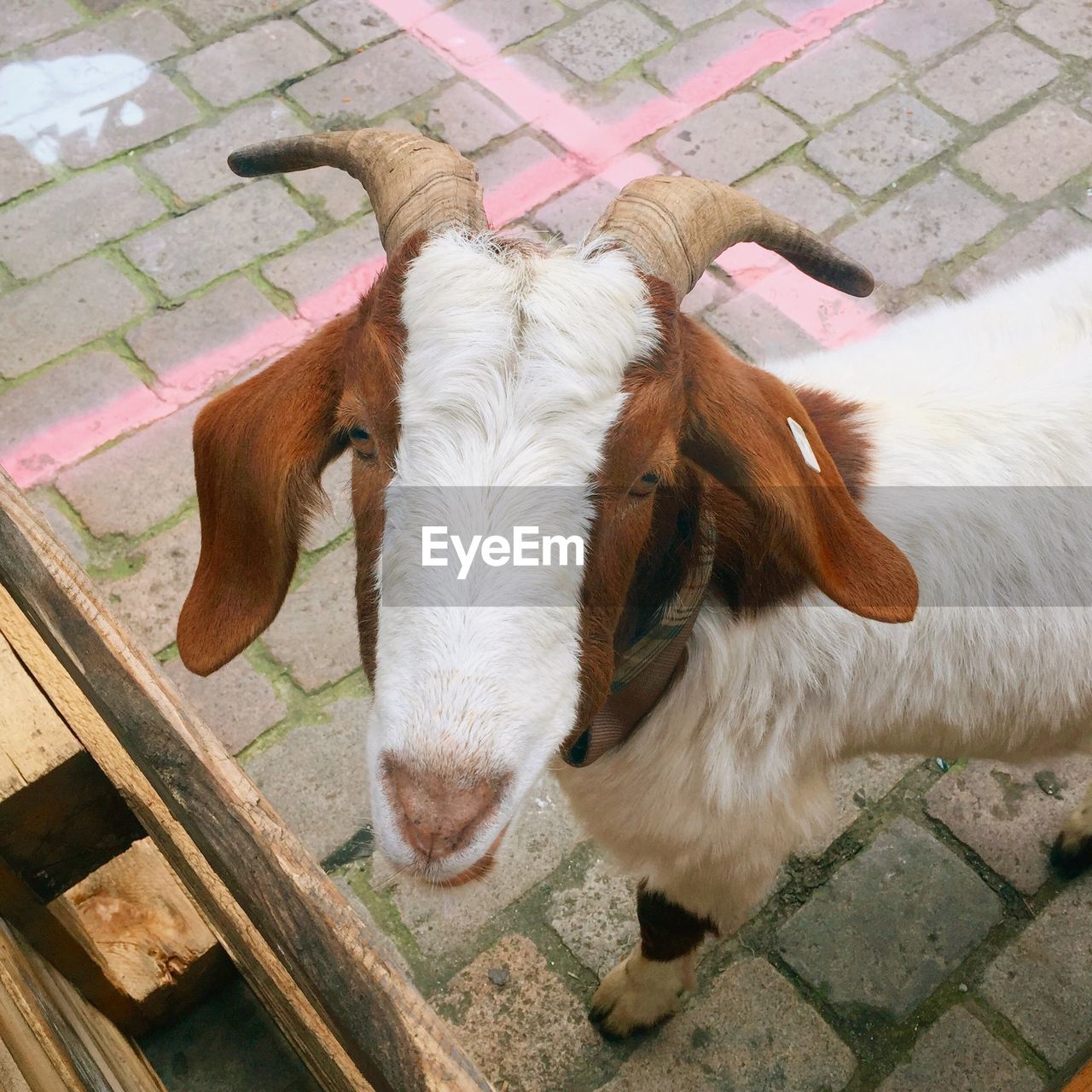 Close-up of goat on walkway