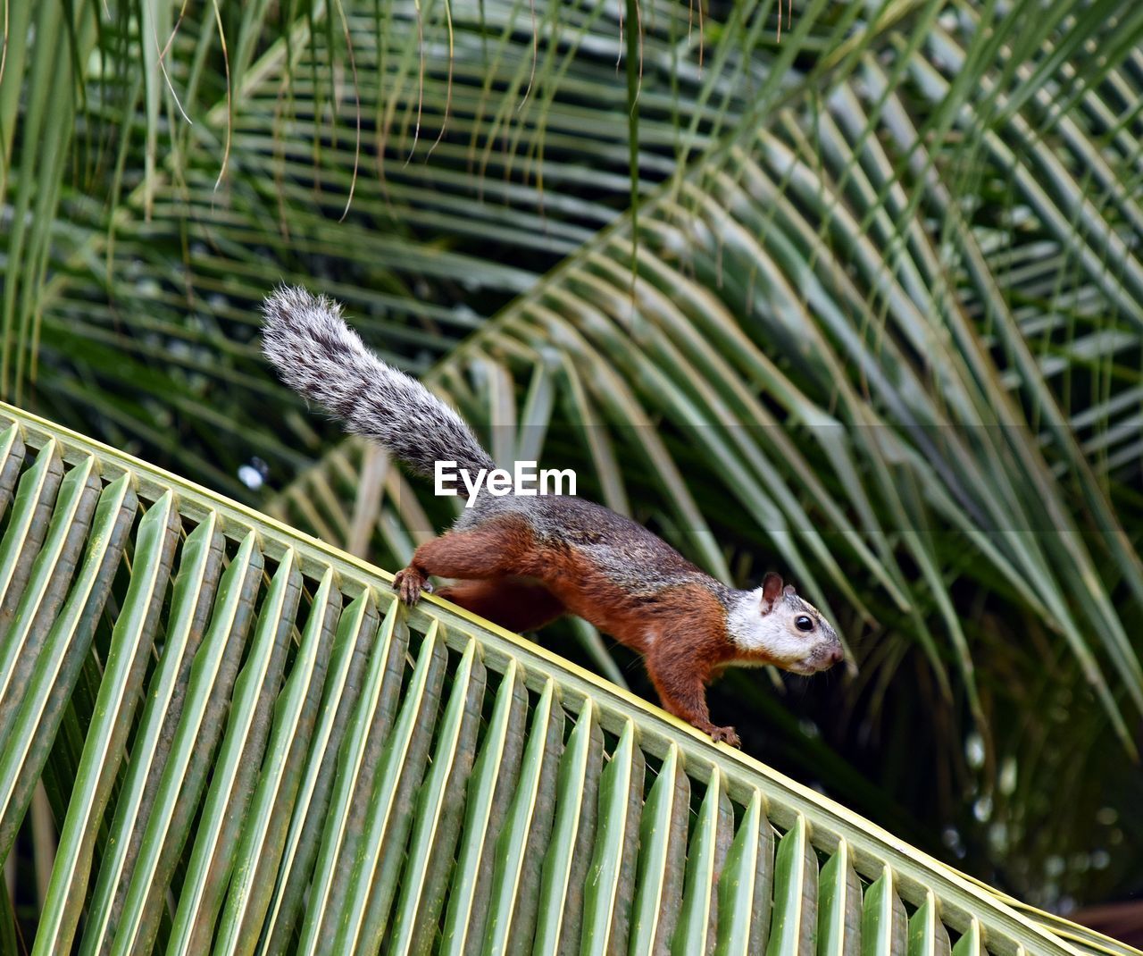 CLOSE-UP OF SQUIRREL ON PLANT