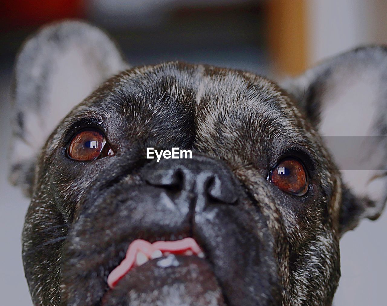 CLOSE-UP PORTRAIT OF PUG