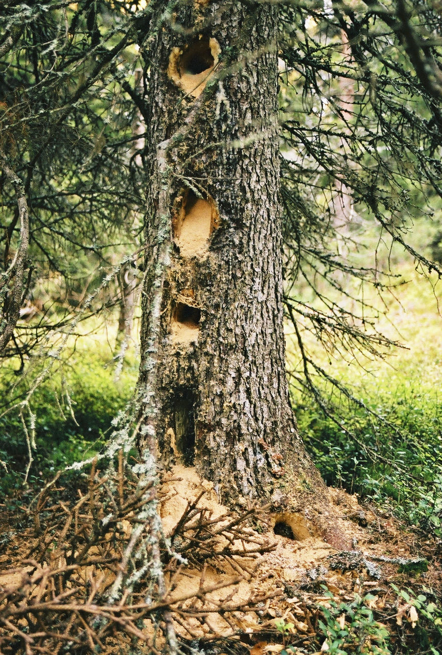 Hollow dart beaten tree