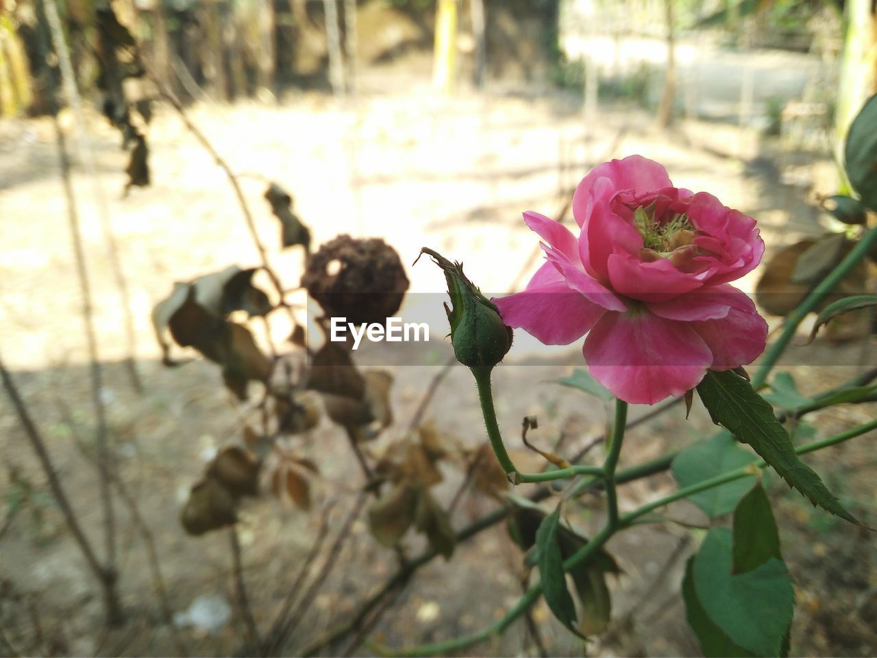 CLOSE-UP OF PINK ROSE FLOWER