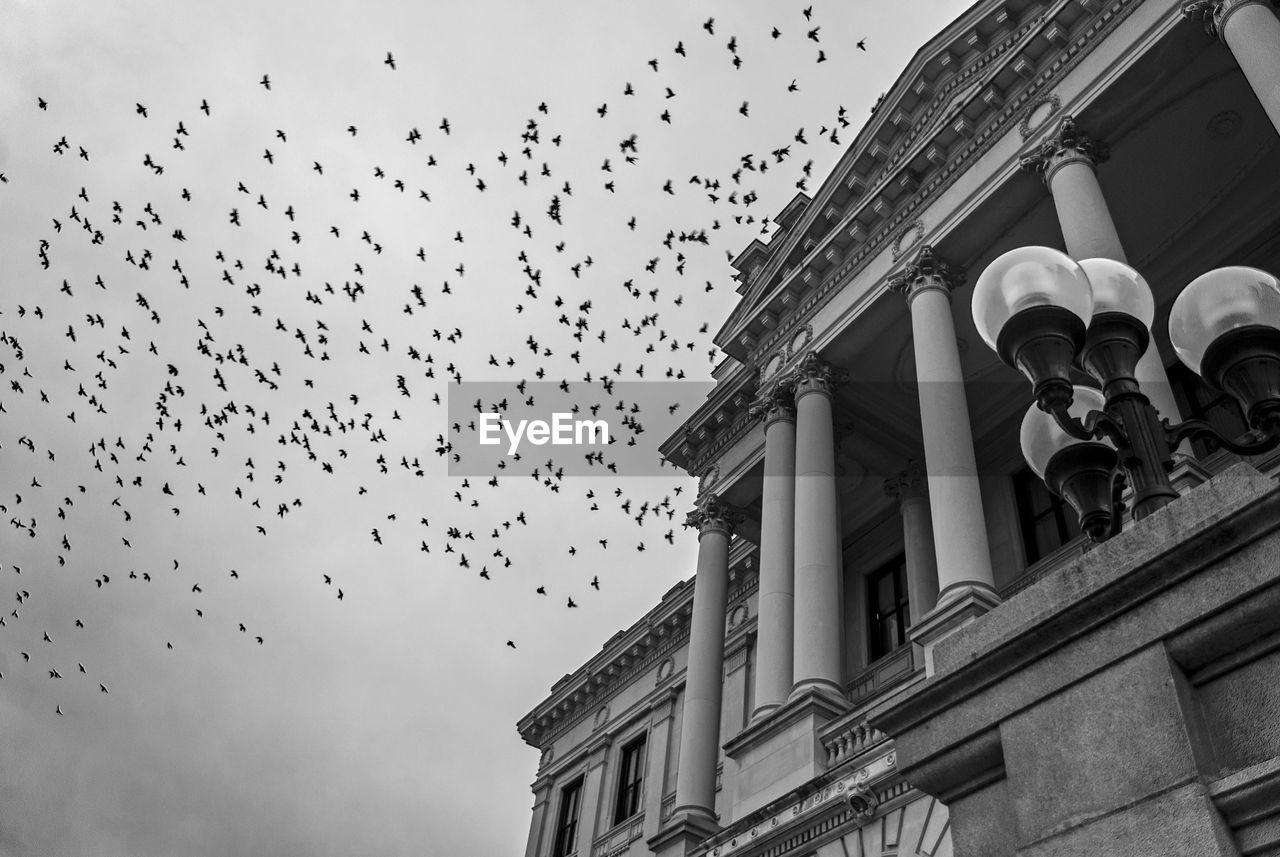 LOW ANGLE VIEW OF BIRDS FLYING OVER BUILT STRUCTURE