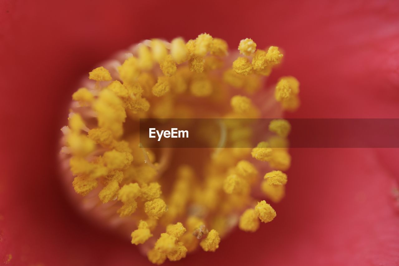 Close-up of yellow flower against blurred background