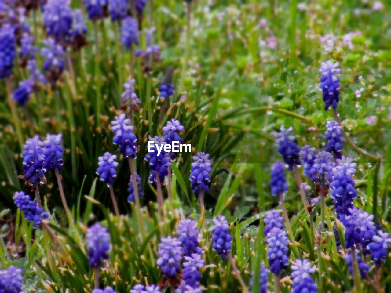 CLOSE-UP OF PURPLE FLOWERS BLOOMING ON FIELD