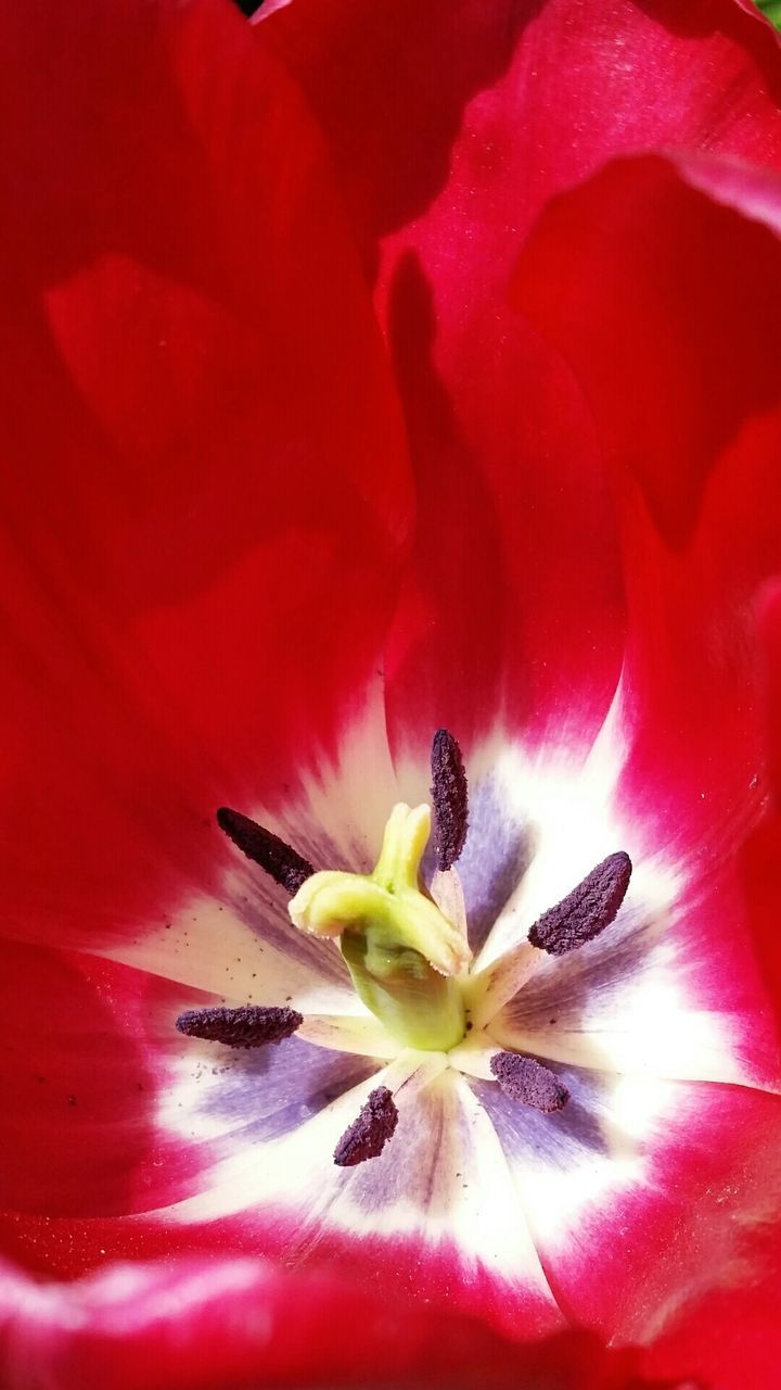 Full frame shot of red tulip blooming