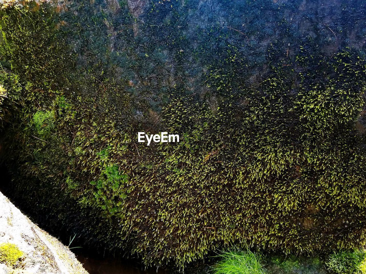 HIGH ANGLE VIEW OF TREES