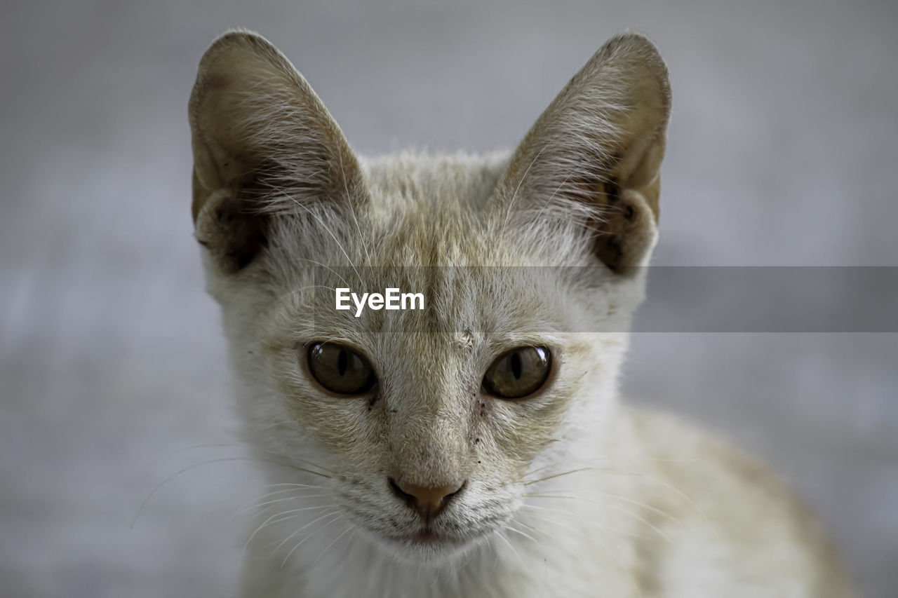 Close-up portrait of cat