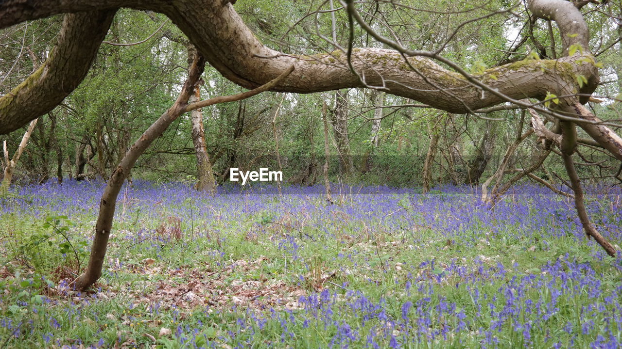 VIEW OF FLOWERING PLANTS IN FOREST