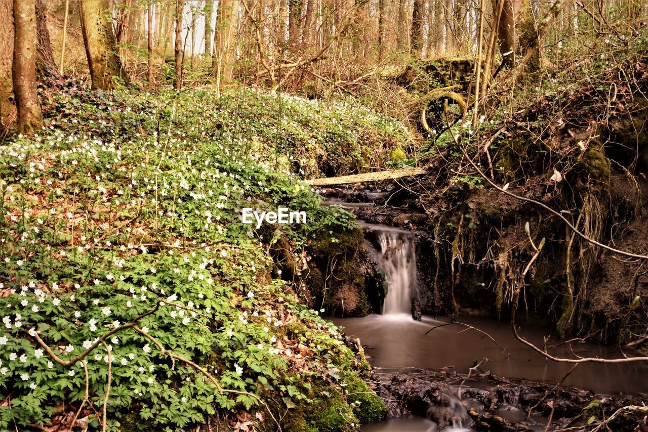 WATER FLOWING IN FOREST