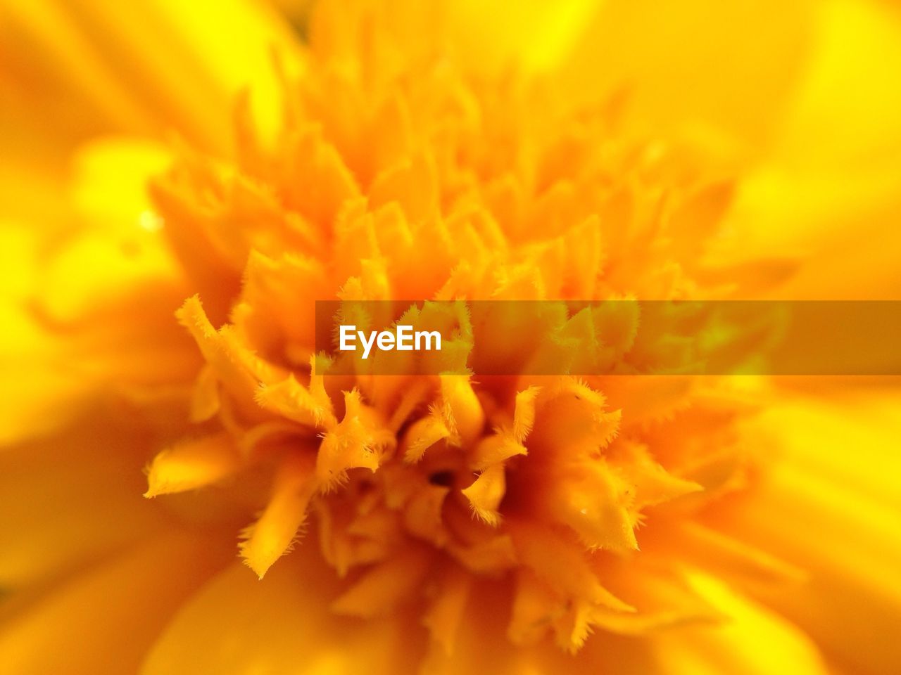 Extreme close-up of orange flower