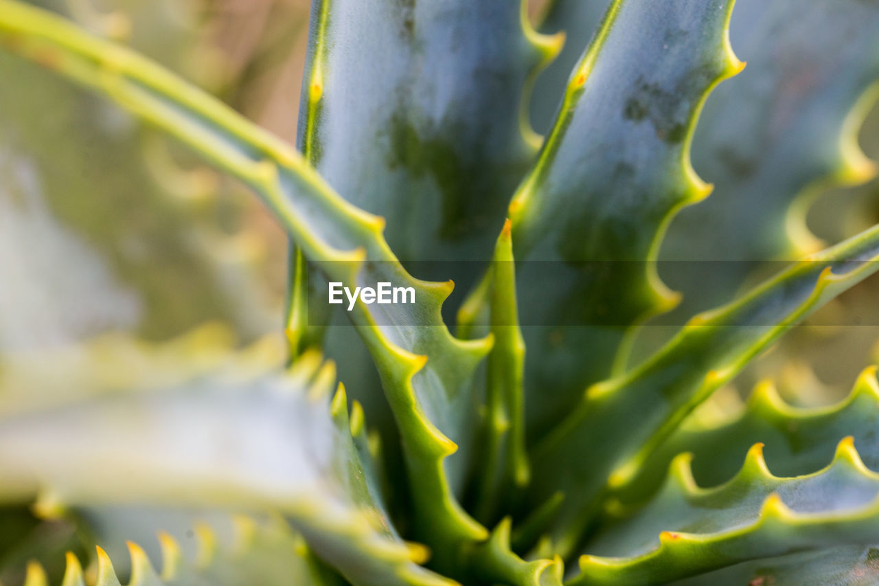 CLOSE-UP OF SUCCULENT PLANTS