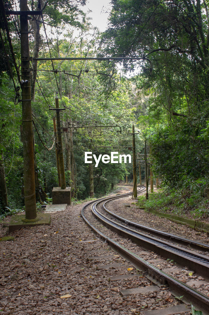 RAILROAD TRACK PASSING THROUGH FOREST