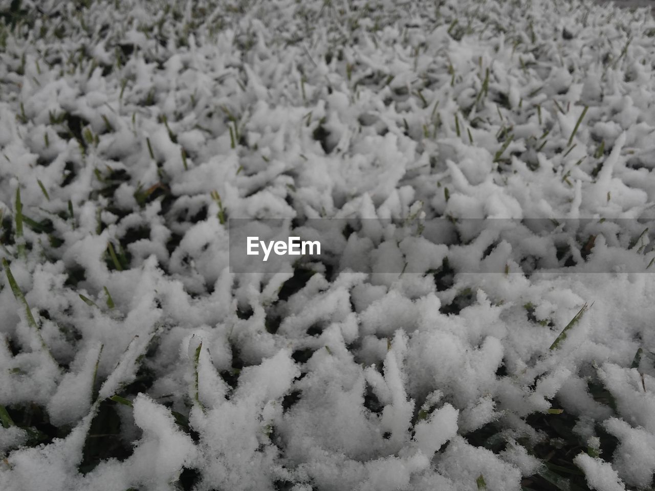 HIGH ANGLE VIEW OF SNOW COVERED LEAVES