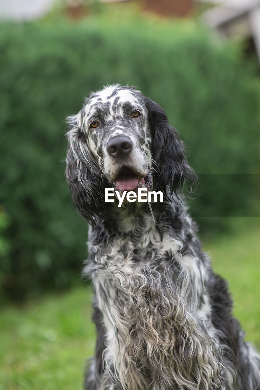 Dog english setter