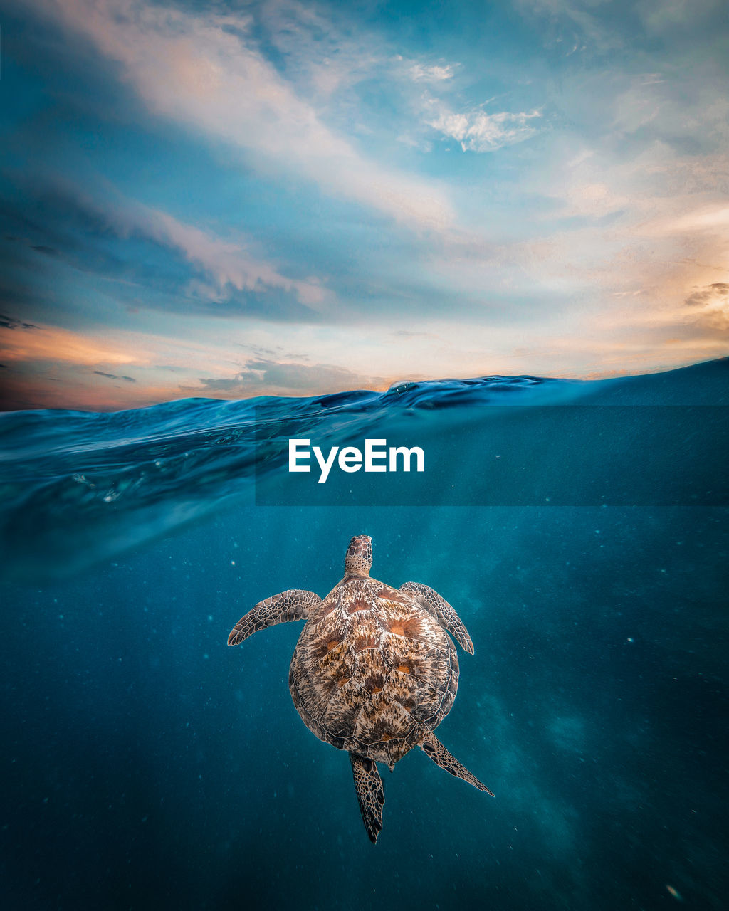 Full length of turtle swimming in sea during sunset