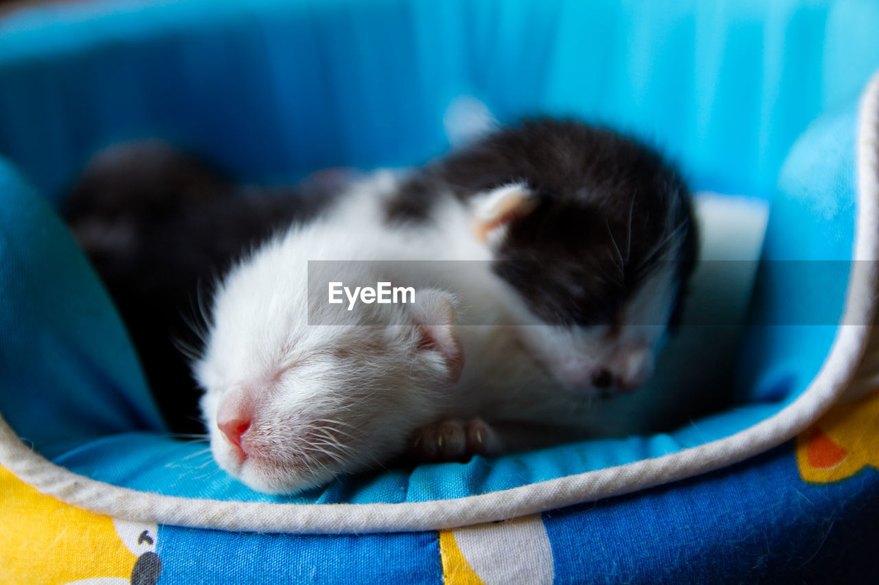 CLOSE-UP OF A CAT SLEEPING ON BED