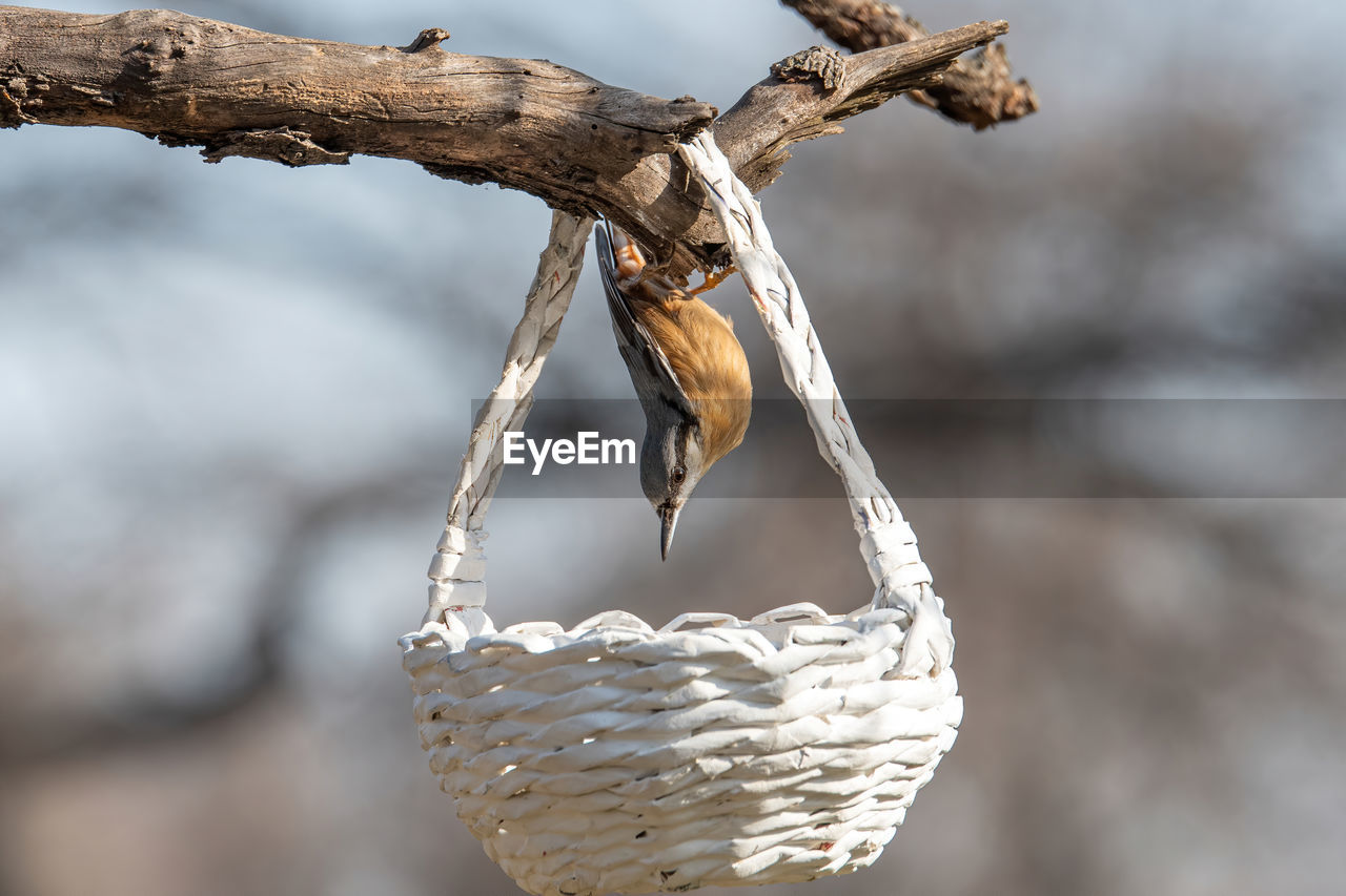 CLOSE-UP OF ROPE TIED TO BRANCH