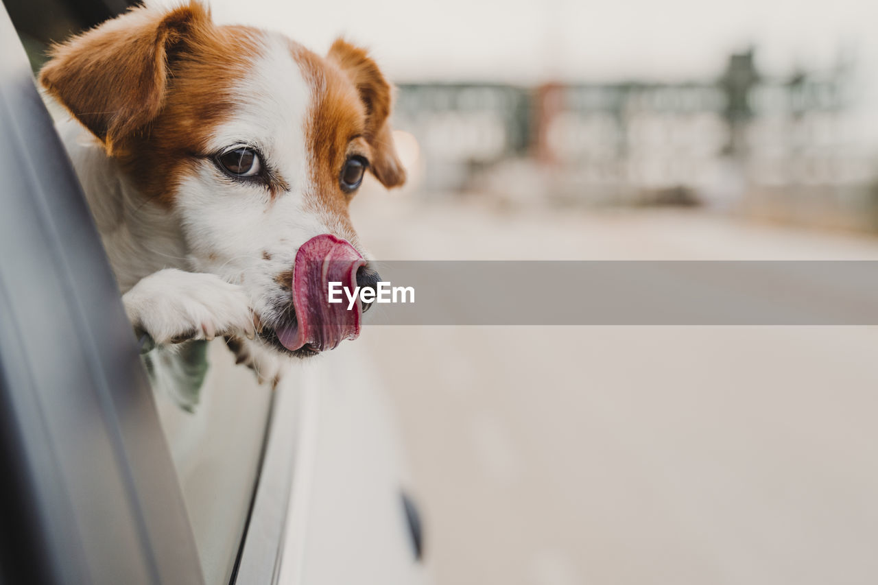 CLOSE-UP OF DOG LOOKING AWAY WHILE CAR