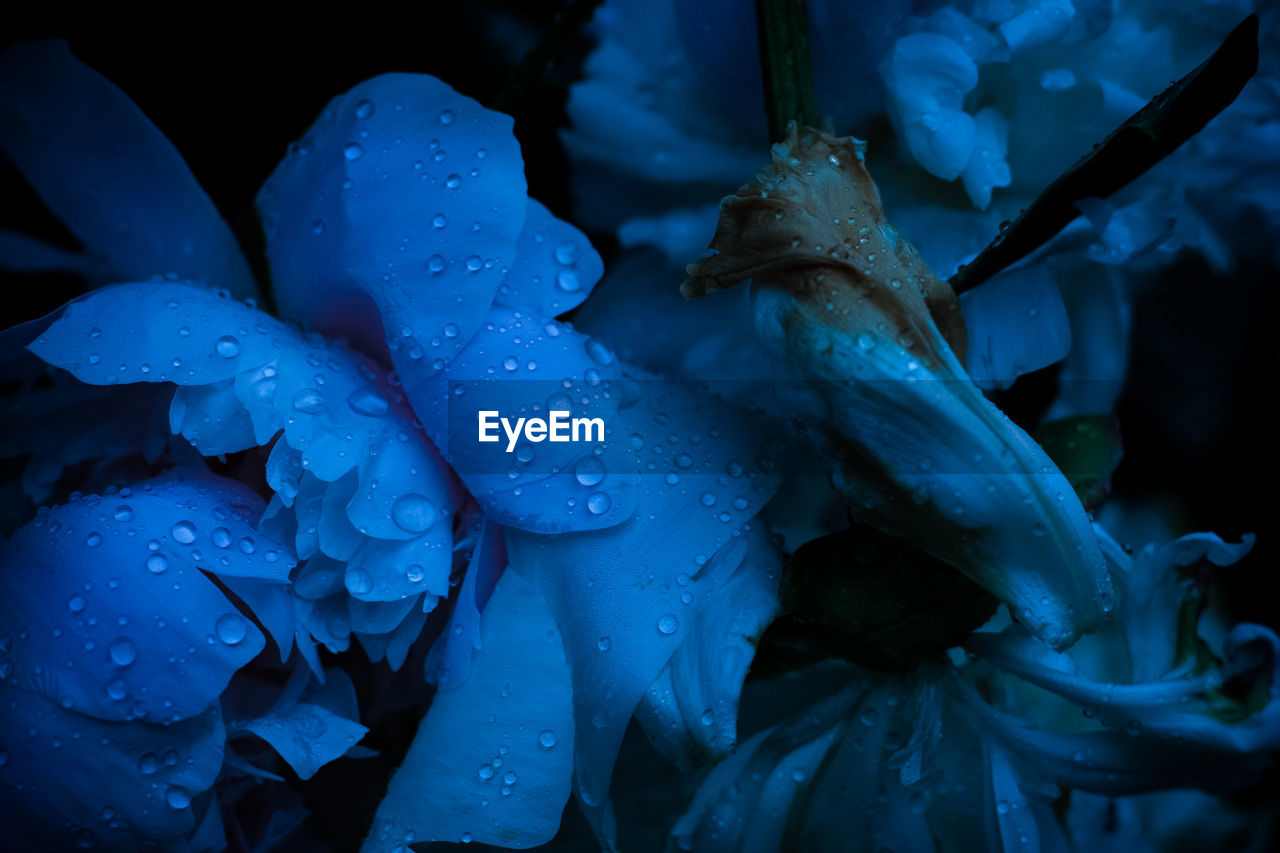 CLOSE-UP OF WATER DROPS ON PURPLE FLOWER