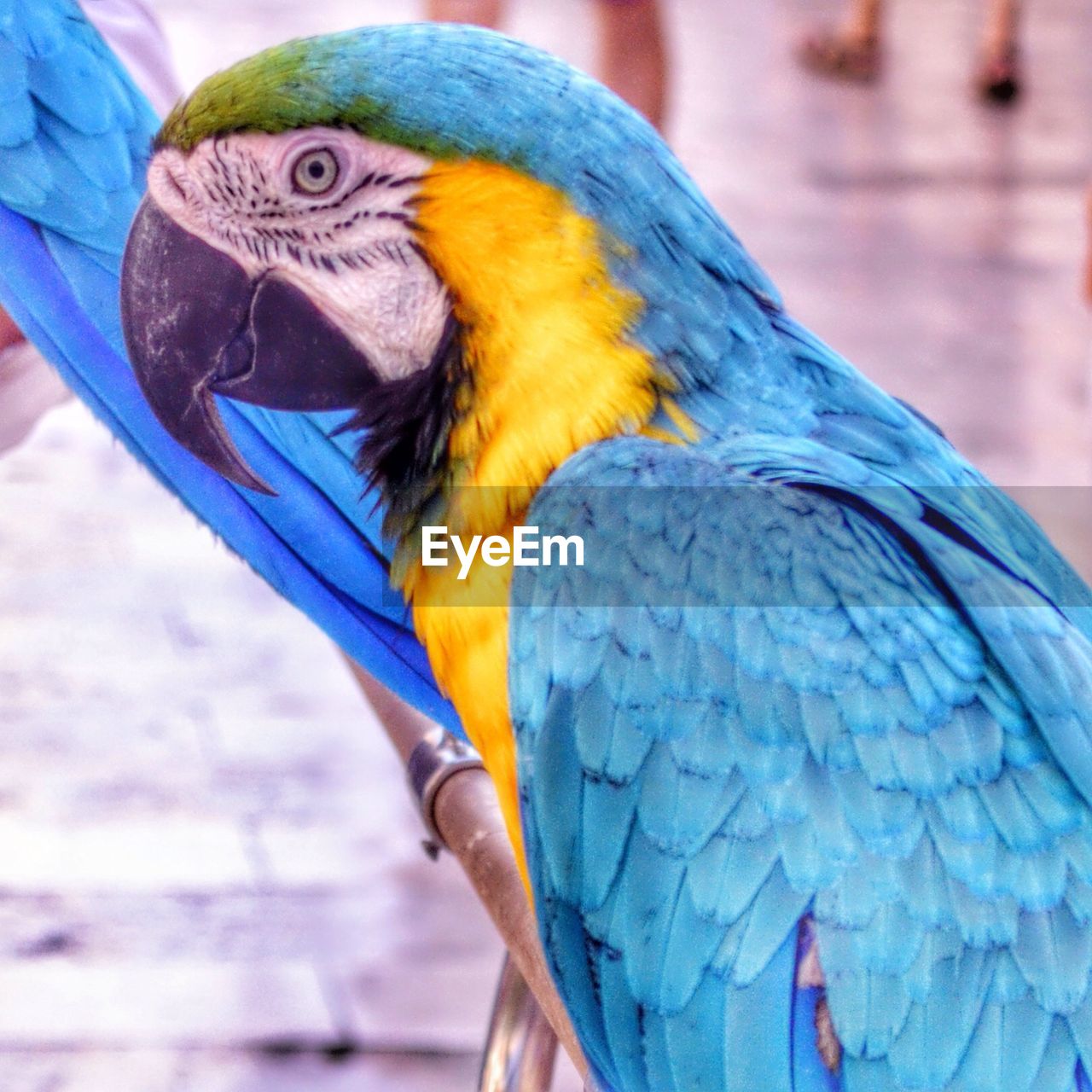 CLOSE-UP OF PARROT PERCHING ON WOODEN POST