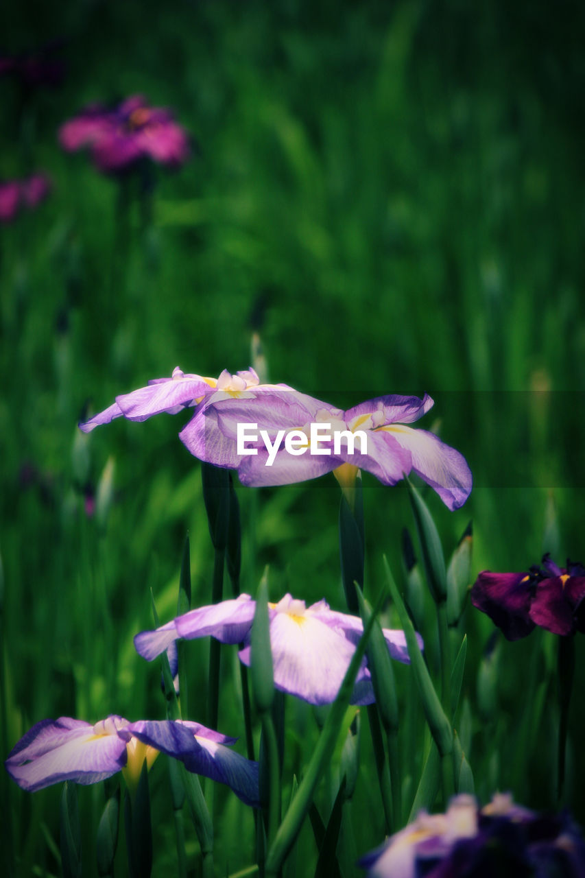 plant, flower, flowering plant, freshness, beauty in nature, fragility, growth, nature, close-up, petal, purple, flower head, focus on foreground, no people, inflorescence, pink, green, outdoors, day, springtime, selective focus, plant stem, plant part, leaf, land