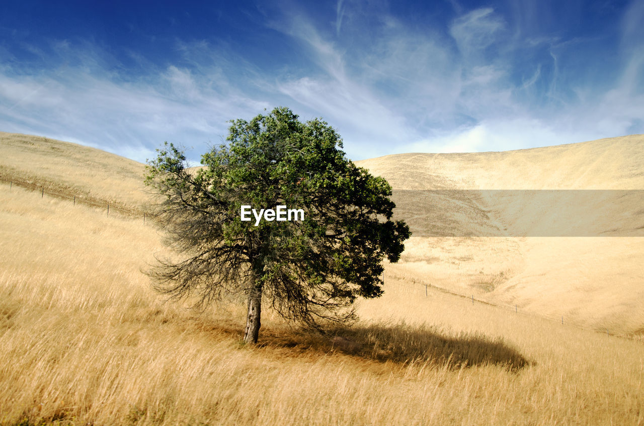 Tree on sand against sky