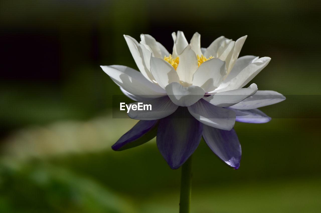 flower, flowering plant, plant, freshness, beauty in nature, petal, flower head, fragility, inflorescence, close-up, nature, water lily, macro photography, growth, focus on foreground, no people, plant stem, aquatic plant, pond, blossom, water, lotus water lily, outdoors, white, lily, springtime, purple, botany, pollen, yellow, leaf, wildflower