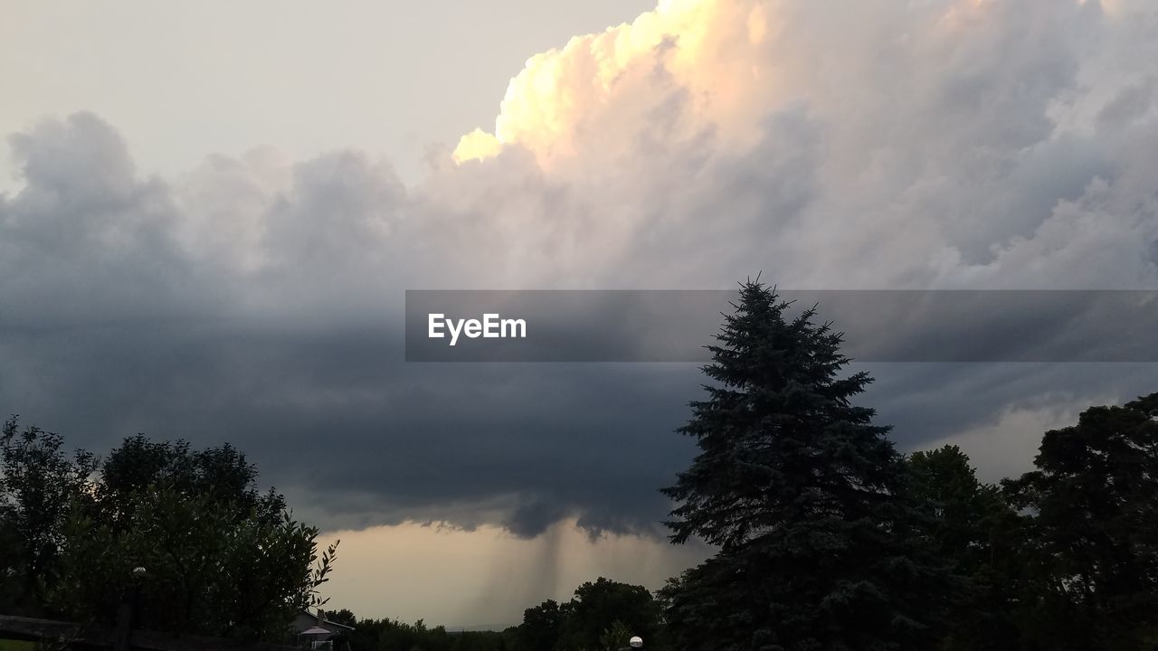 LOW ANGLE VIEW OF TREES AGAINST SKY