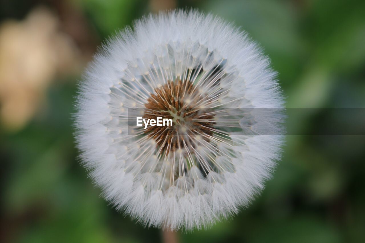 Close-up of dandelion