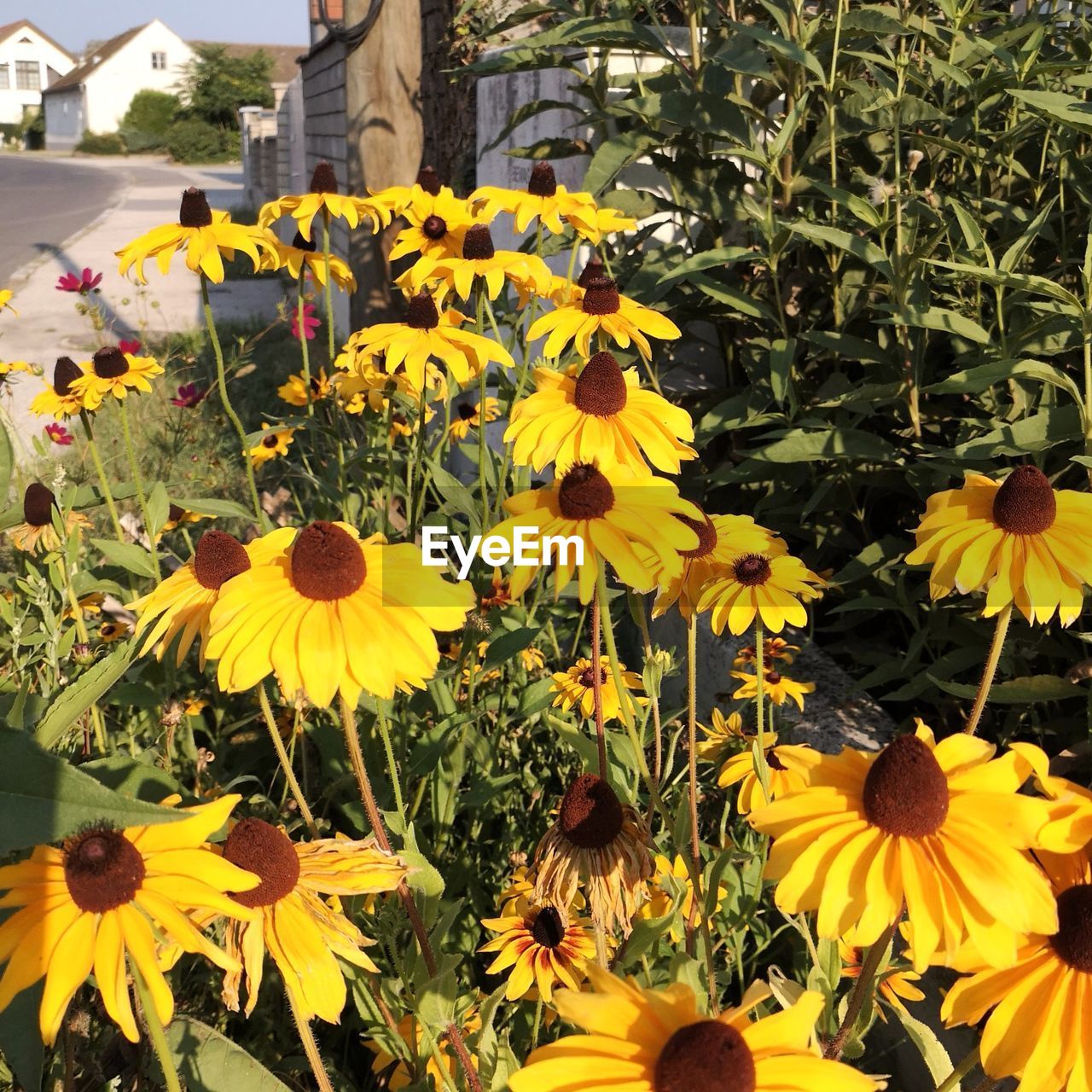 VIEW OF YELLOW FLOWERS