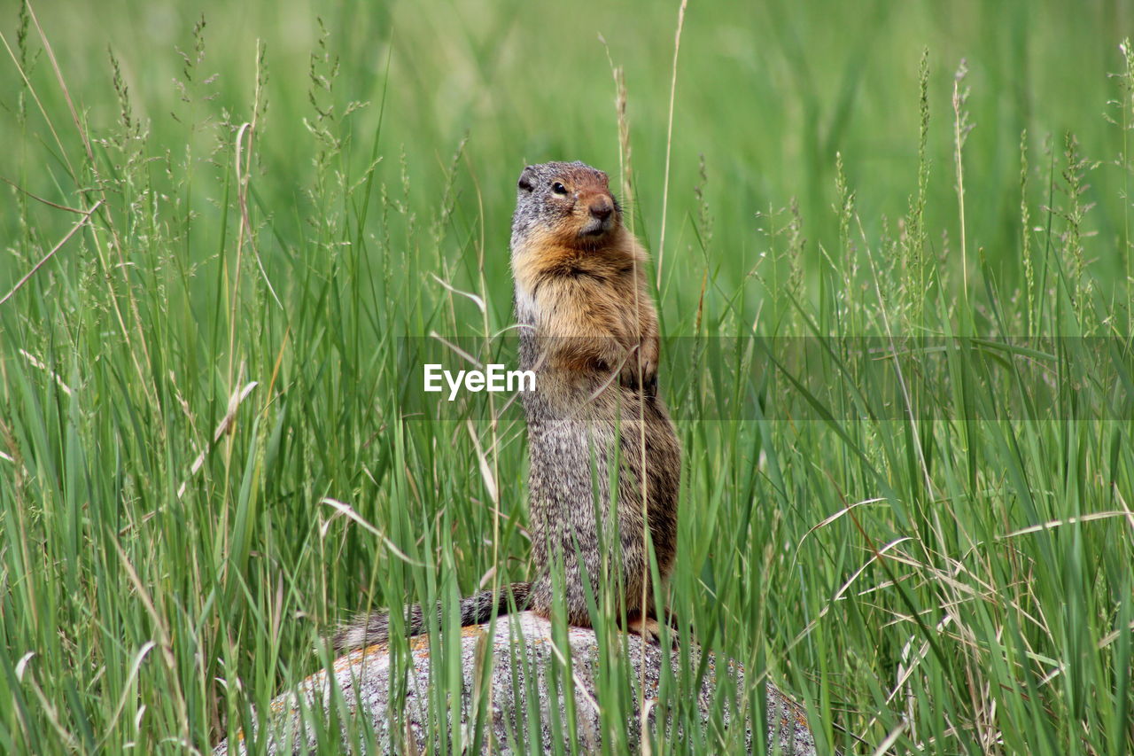 VIEW OF AN ANIMAL ON LAND