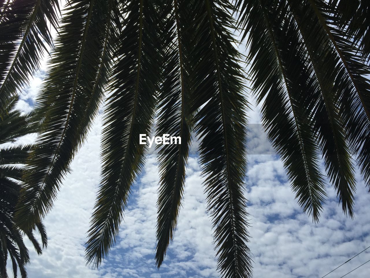 LOW ANGLE VIEW OF PALM TREES DURING WINTER