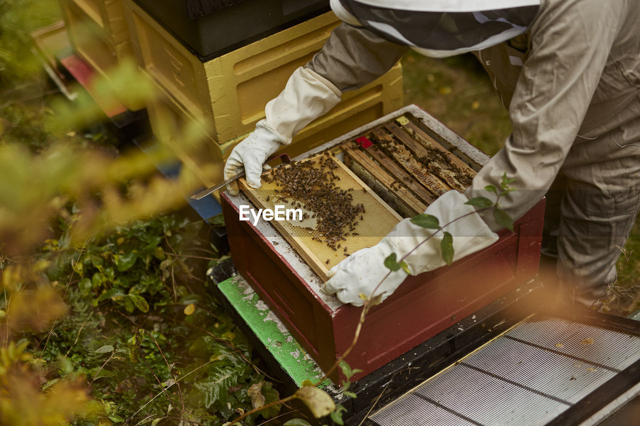 Bee-keeper during work