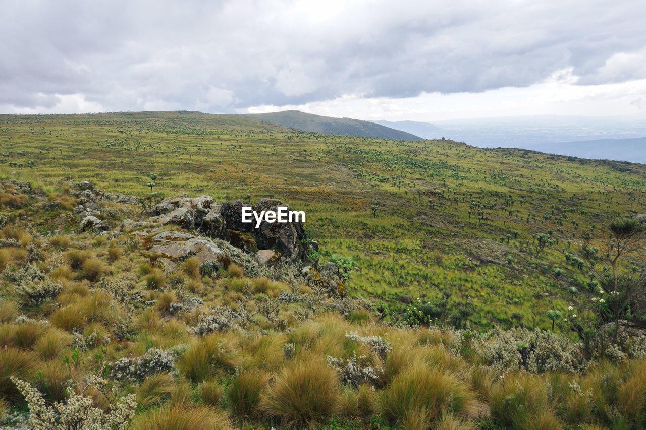 Scenic view of moorland ecological zone of aberdare national park, kenya