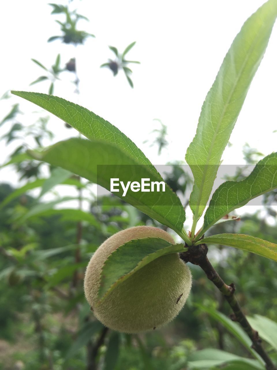 CLOSE-UP OF FRUIT GROWING ON PLANT