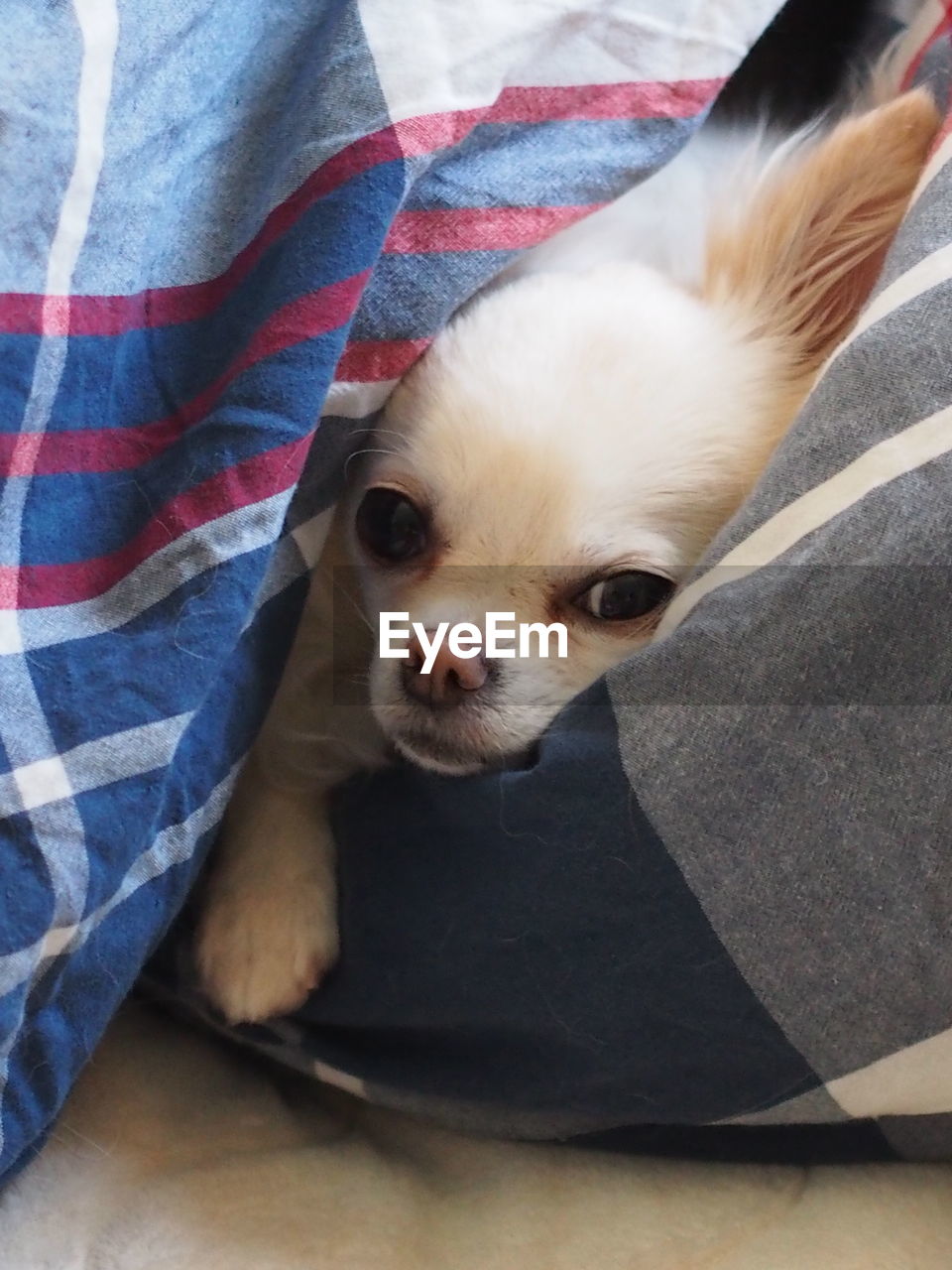 Close-up of dog lying in blanket