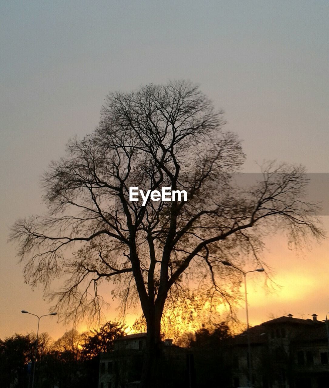 LOW ANGLE VIEW OF BARE TREES AT SUNSET